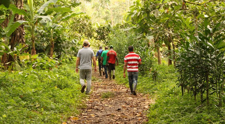 Origine du cacao World Cocoa Market
