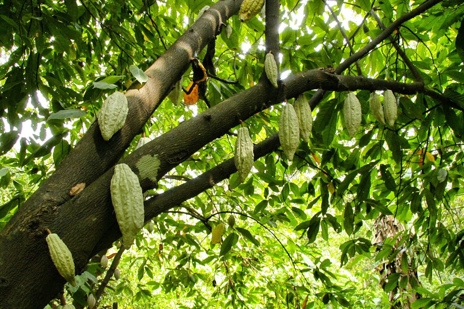 World Cocoa Market - Cacao africain de qualité